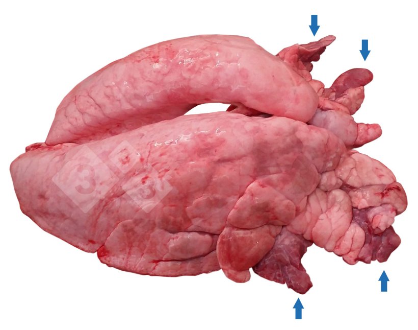 Figura 1. Consolidação pulmonar cranioventral (CPCV) em suínos.
